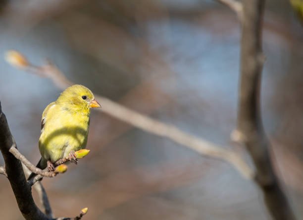 cardellino femminile su ringhiera - american goldfinch gold finch bird branch foto e immagini stock