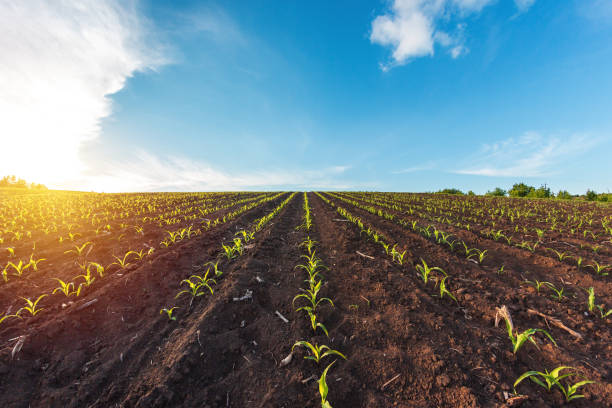 istock rows of sprouted corn in a agricultural field 1225410220