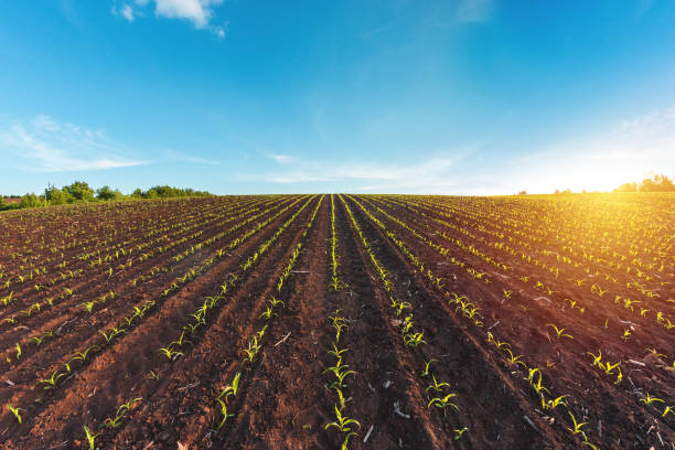 istock rows of sprouted corn in a agricultural field 1225410240