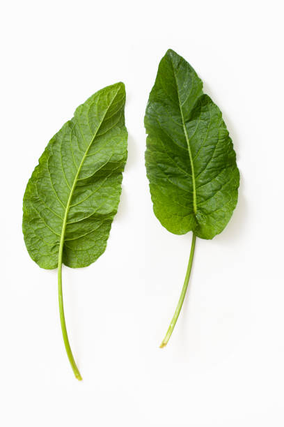 istock Raw Rumex crispus, yellow dock green fresh leaf on white background. Top view. 1225410337