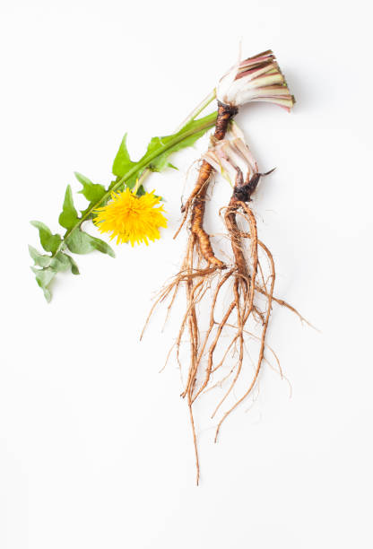 istock Young fresh dandelion roots on a white background 1225410569