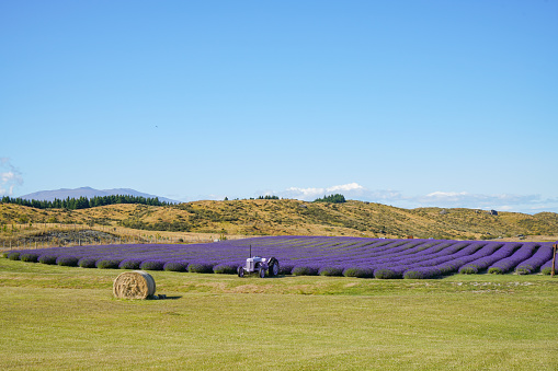 NZ Alpine Lavender Farm at Twizel, Mount Cook Road (State Highway 80) and Lake Pukaki, South Island, New Zealand.