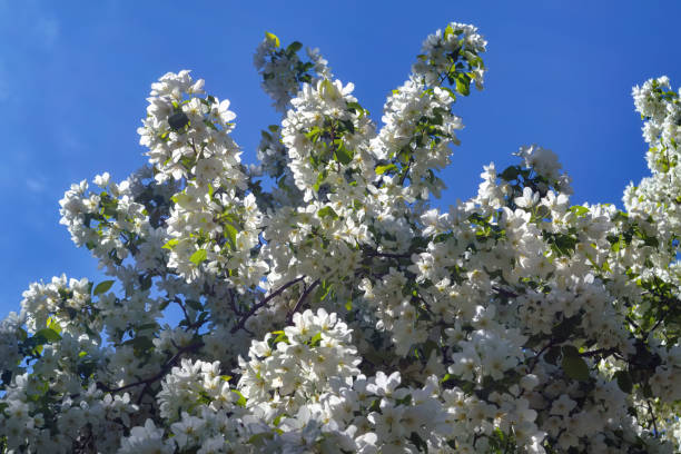 istock Snow-white spring flowers of a wild apple tree against a blue, cloudless sky. 1225411463