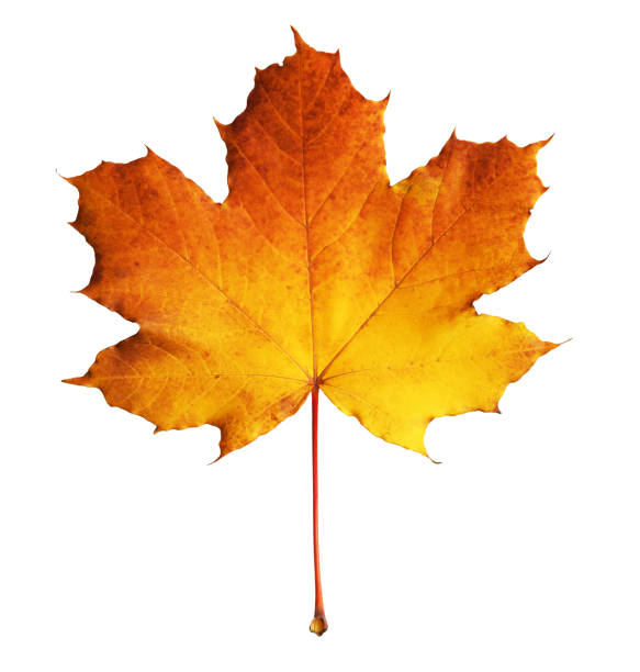 istock Closeup of orange autumn maple leaf 1225411910