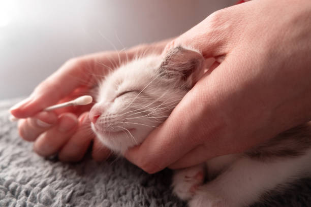 istock Female hands rub eyes to a cute cozy kitten 1225412014