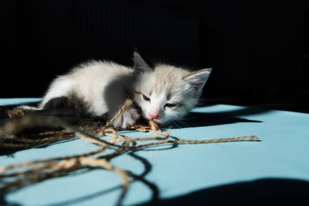 白い小さな発光子猫は悲しいことにおもちゃに憧れているように見えます - longingly ストックフォトと画像