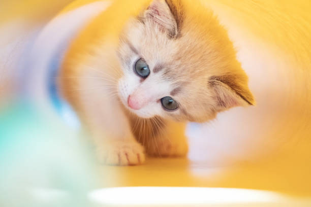 istock Cute white kitten on a yellow background 1225412043