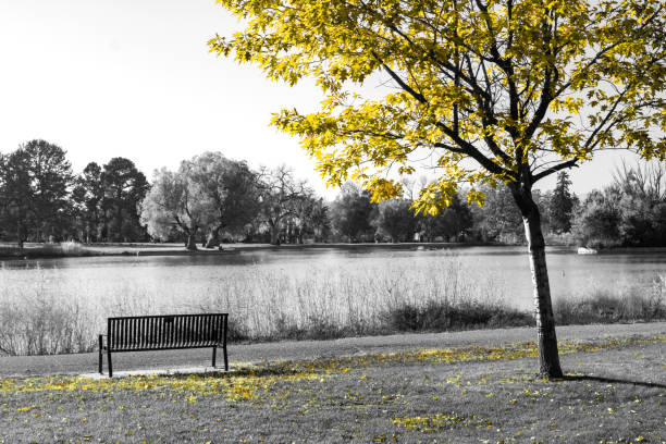 istock Yellow tree above an empty park bench in a black and white fall landscape 1225413366