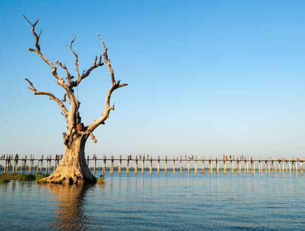 Myanmar travel and people images. U Bein Bridge, November 2005
U Bein Bridge is a crossing that spans the Taungthaman Lake near Amarapura in Myanmar. The 1.2-kilometer (0.75 mi) bridge was built around 1850 and is believed to be the oldest and longest teakwood bridge in the world. u bein bridge, noviembre 2005
el puente u bein es un cruce que atraviesa el lago taungthaman cerca de amarapura en myanmar. el puente de 1,2 kilómetros (0,75 millas) fue construido alrededor de 1850 y se cree que es el puente de madera de teca más antigu