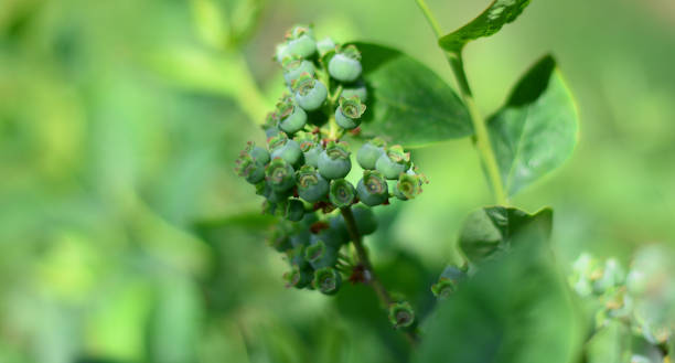 giant blackberries still green yet to be ripe