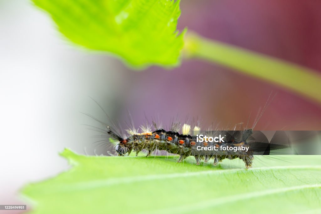 Orgyia antiqua - Lizenzfrei Raupe Stock-Foto