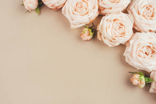 istock Spring background. Rose flowers on a beige background. 1225416031