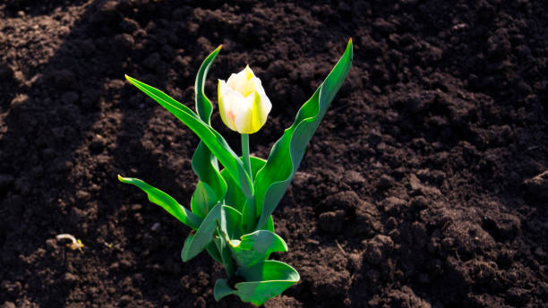 un piccolo tulipano bianco con foglie verdi piantate nel terreno su un'aiuola da giardino. bellissimo bocciolo di fiori luminosi. - bud flower tulip flowers foto e immagini stock