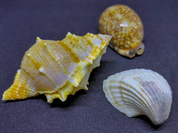 istock Oyster, seashell and snail. Close view. 1225416668