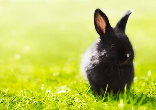 small black rabbit sitting in grass - easter bunny easter grass sunlight imagens e fotografias de stock