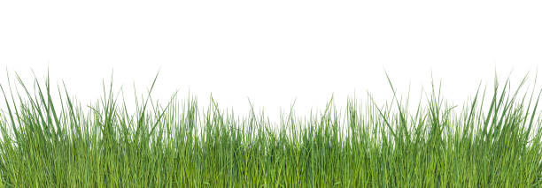istock Template with green grass on white background 1225417884