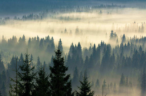 istock glowing fog in the valley at sunrise 1225417898