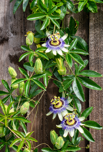 Part of a Passion Flower (Passiflora) climbing up a wooden fence on a sunny day. The name “Passion Flower” relates to the death (“Passion”) of Christ and each part of the flower has a meaning.