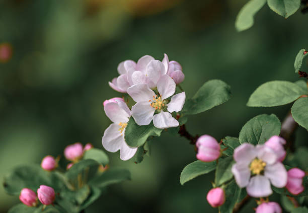 istock Beautiful, pink and white Apple blossom, in bloom in the Springtime 1225418865