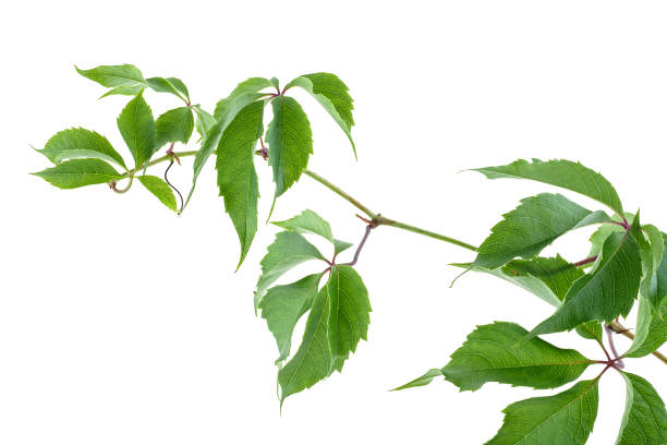 istock Grape branch isolated on a white background. Parthenocissus twig with green leaves. 1225419057