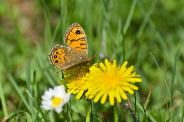 Lasiommata megera or wall brown on a meadow