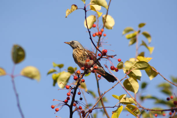 istock Fieldfare bird in the fall 1225419966
