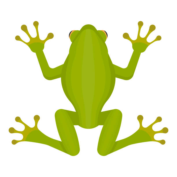 흰색 배경에 고립 된 녹색 개구리. 벡터 그림입니다. - toad green isolated white stock illustrations