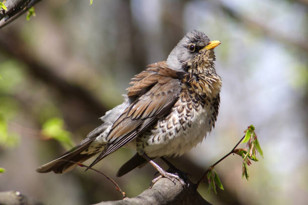 istock Fieldfare bird in the spring 1225420902