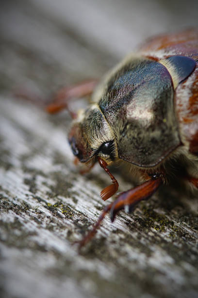 istock Portrait of a May Beetle 1225421832