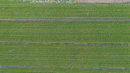defaultAerial view of vineyards
