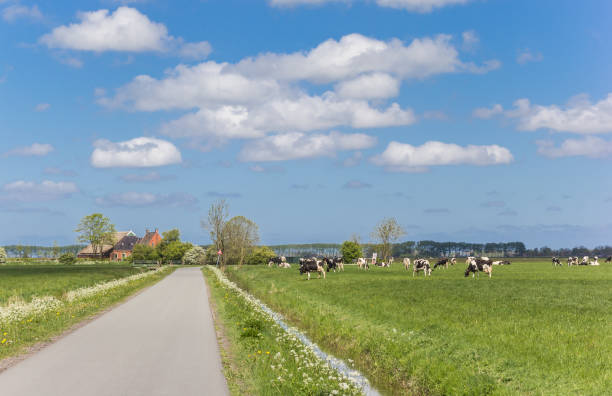istock Narrow country road with cows and a farm 1225424740