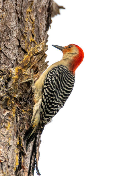 istock Red Bellied Woodpecker 1225425072