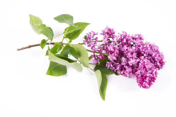 istock Lilac branch with flowers 1225425113
