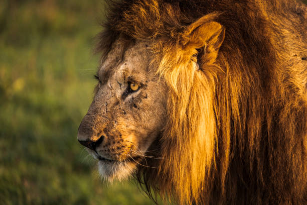 istock Male lion prowling african plains with transfixed eyes 1225425189