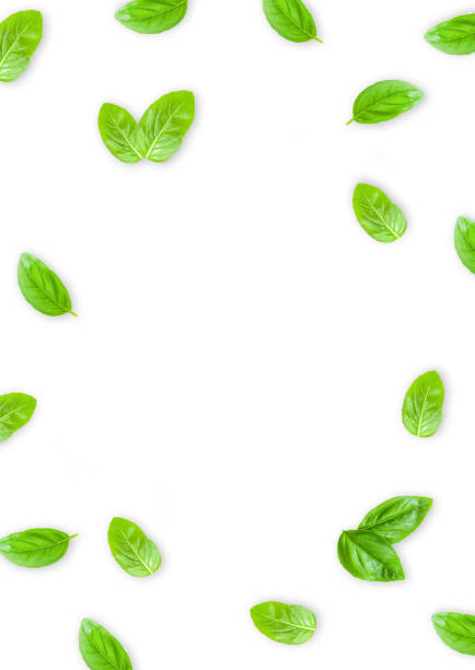 Fresh green basil leaves isolated on white background, top view. basilic isolated