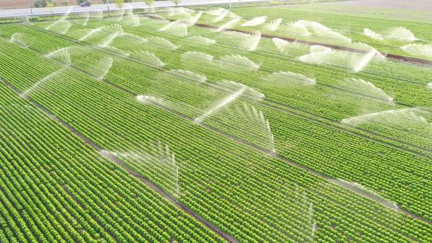 istock Irrigation systems are working in lettuce field. Aerial view. 1225426355