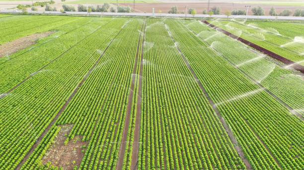 istock Irrigation systems are working in lettuce field. Aerial view. 1225426518
