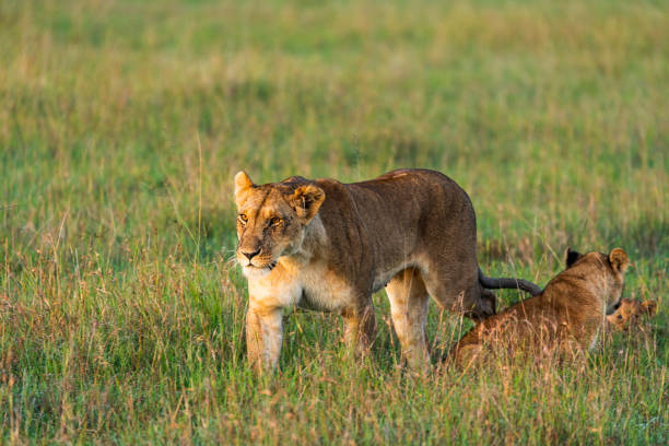 istock Female lioness walking through grass with cubs 1225426522