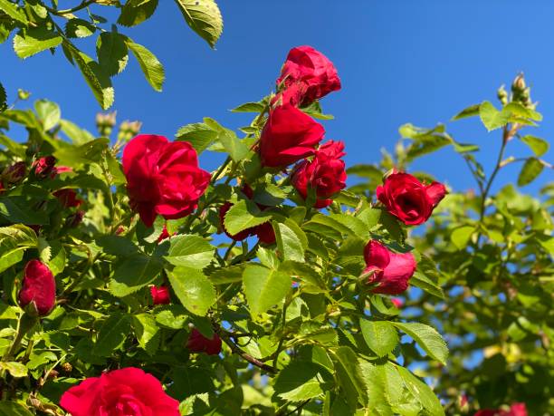 istock Red roses in the garden 1225426741