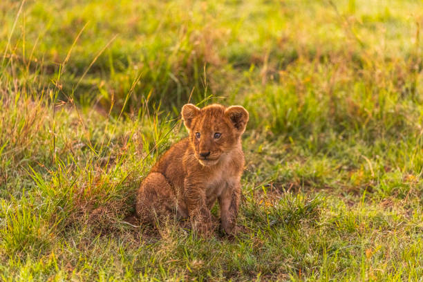 istock Tiny lion cub sitting in the grass during golden light 1225428142