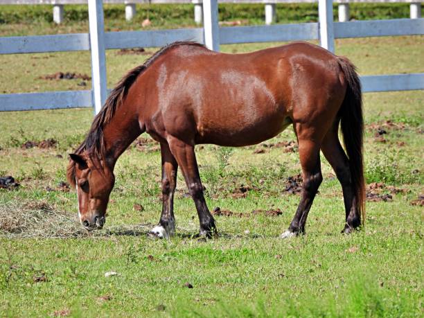 Horses grazing in field