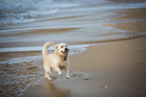 Golden retriever running on sandy beach