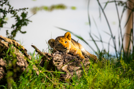 Cute lion cub lying down on a log staring at the camera during golden light in the morning. Photographed in the Maasai Mara plains Kenya, Africa.