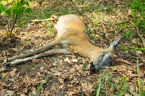 A dead roe deer male with a broken horn lying on the ground in the forest