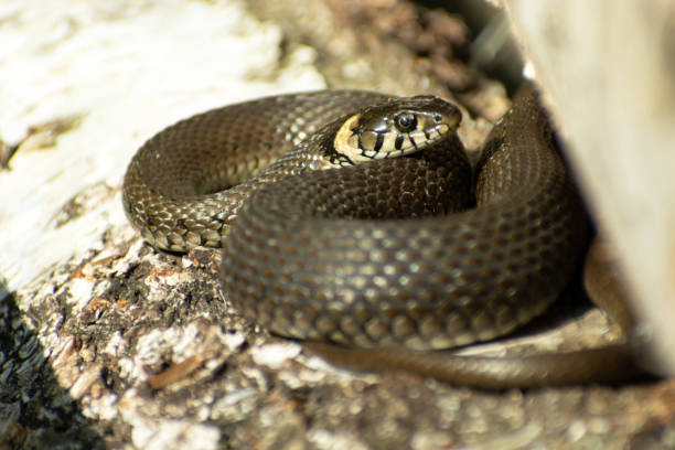 istock Grass snake basking on the bark of a tree 1225429635
