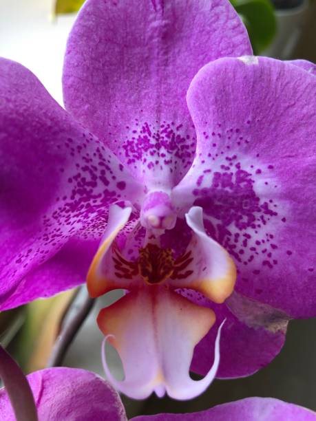 istock Purple orchid closeup - Spring 2020 1225429820