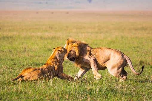 Male lion and lioness fighting in the open plains during golden light in the morning. Photographed in Kenya, Africa.