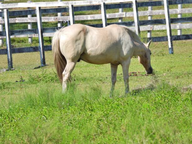 istock Horse (Equus ferus caballus) eating hay on a Florida farm 1225429995