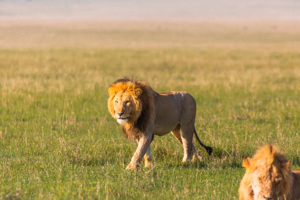istock Male lion walking the African plains casually 1225429996