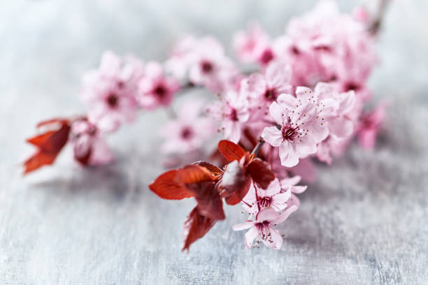 istock Spring flowers on rustic wooden background. Close up. 1225430058